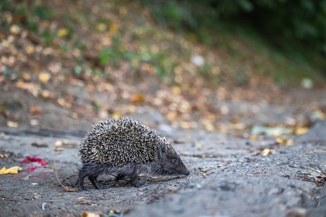 世界杯D组抽签出炉：美国、巴拉圭、澳大利亚、欧洲附加C胜者