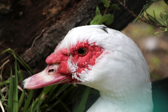 比出现了显 比出现了显